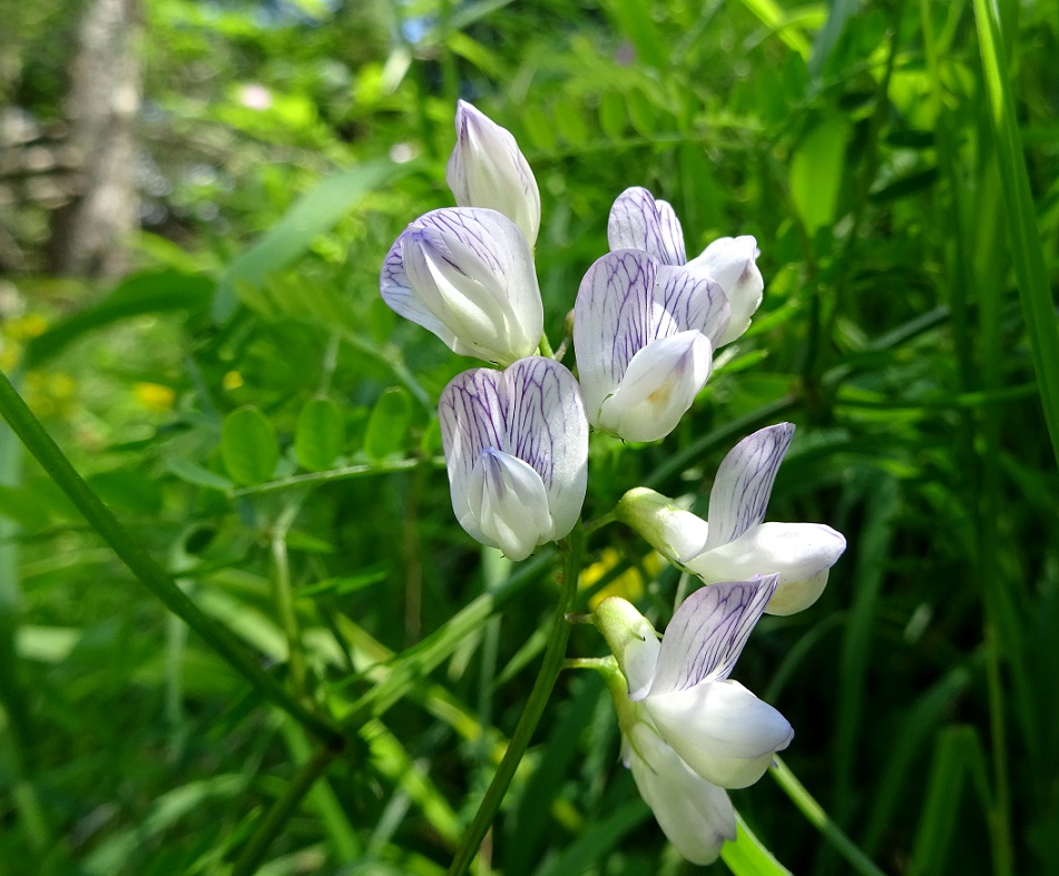 07-03-2018   Vicia sylvatica.jpg