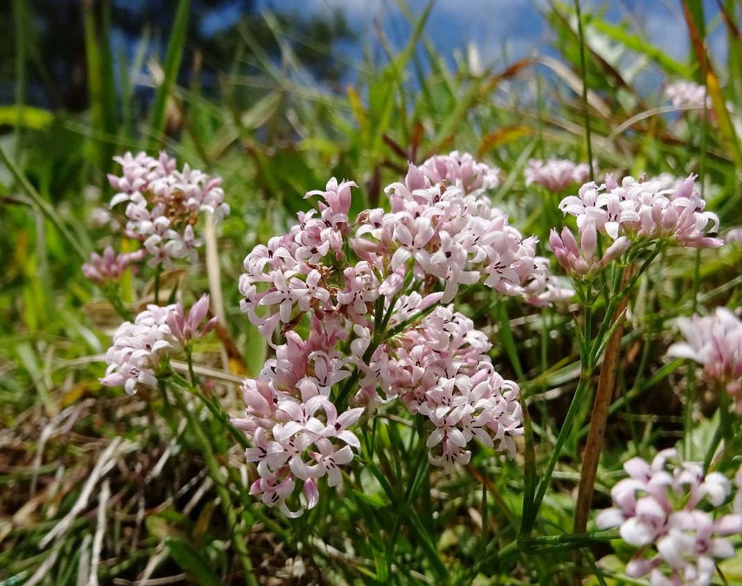 07-03-2018  Asperula cynanchia.jpg