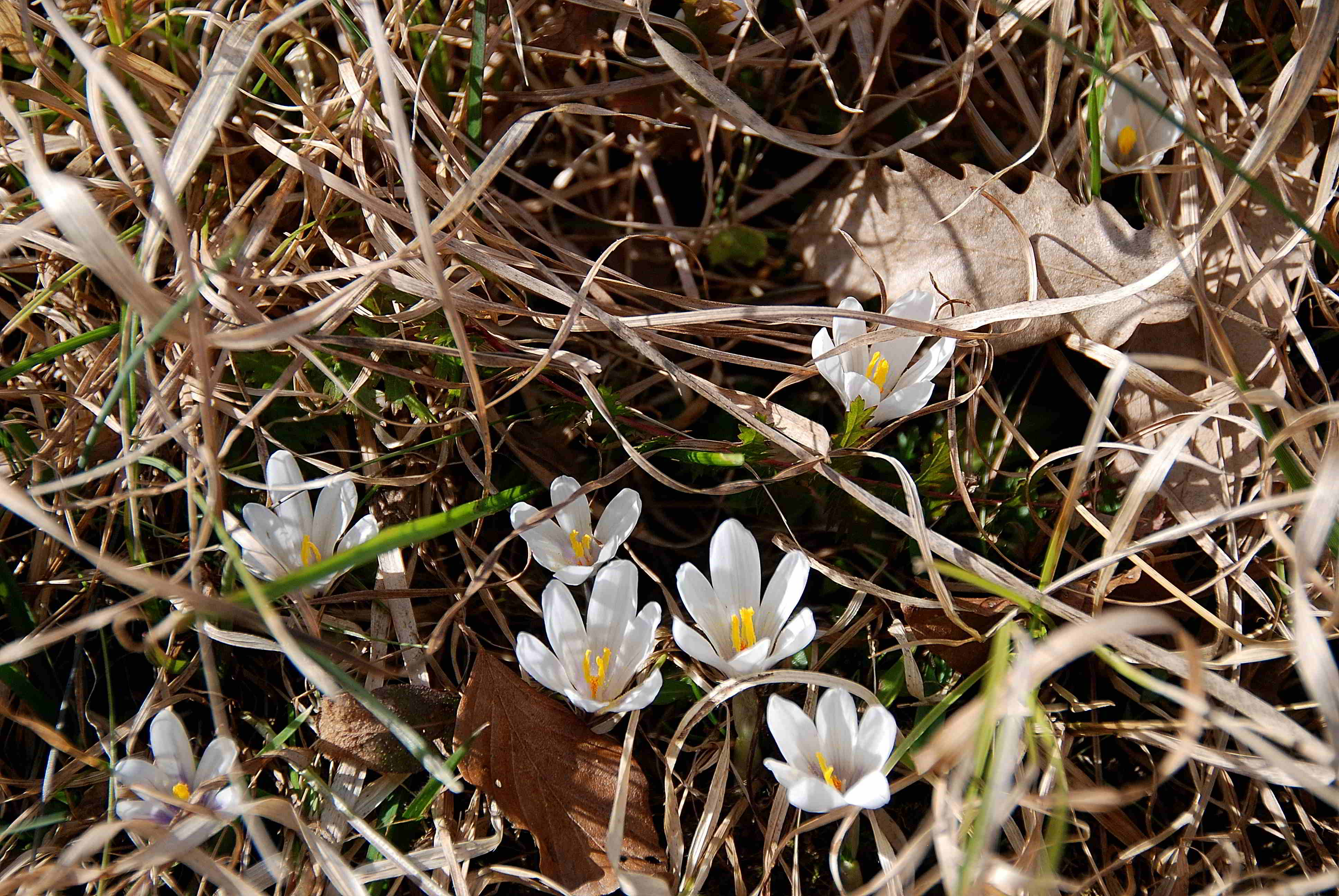 Kaltenleutgeben-17032017-(40)-Krokuswiese.JPG