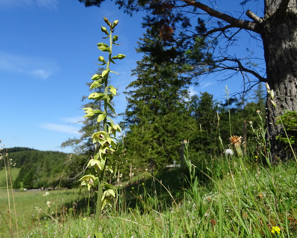 07-03-2018  Epipactis muelleri.jpg