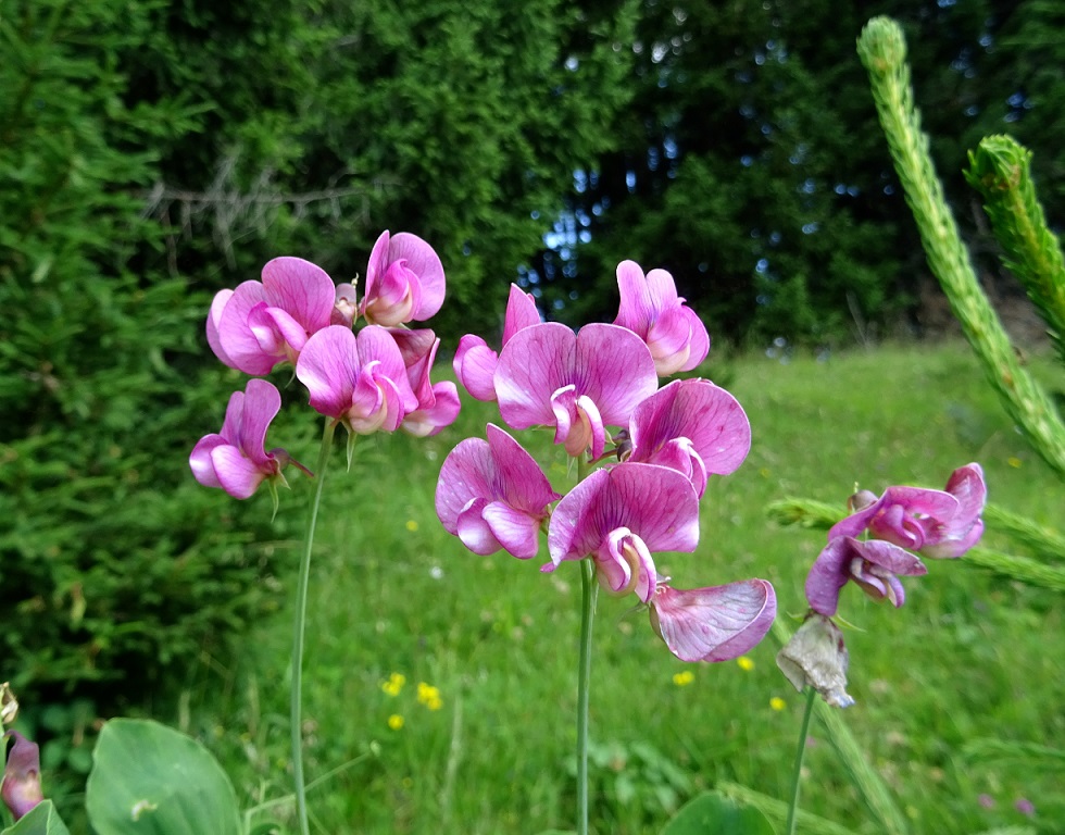 07-03-2018  Lathyrus latifolius.jpg