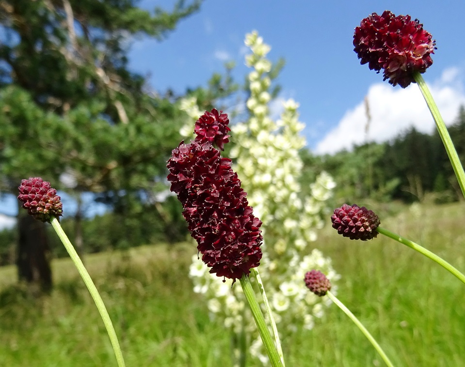 07-03-2018  Sanguisorba officinali.jpg