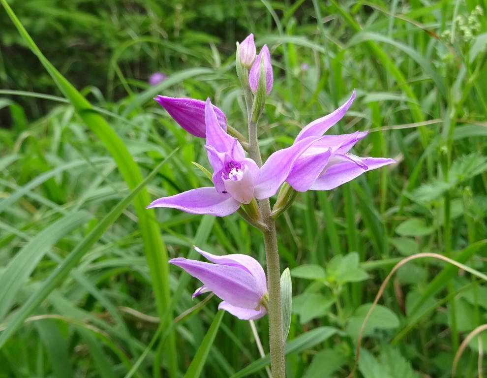 07-05-2019 Cephalanthera rubra.jpg