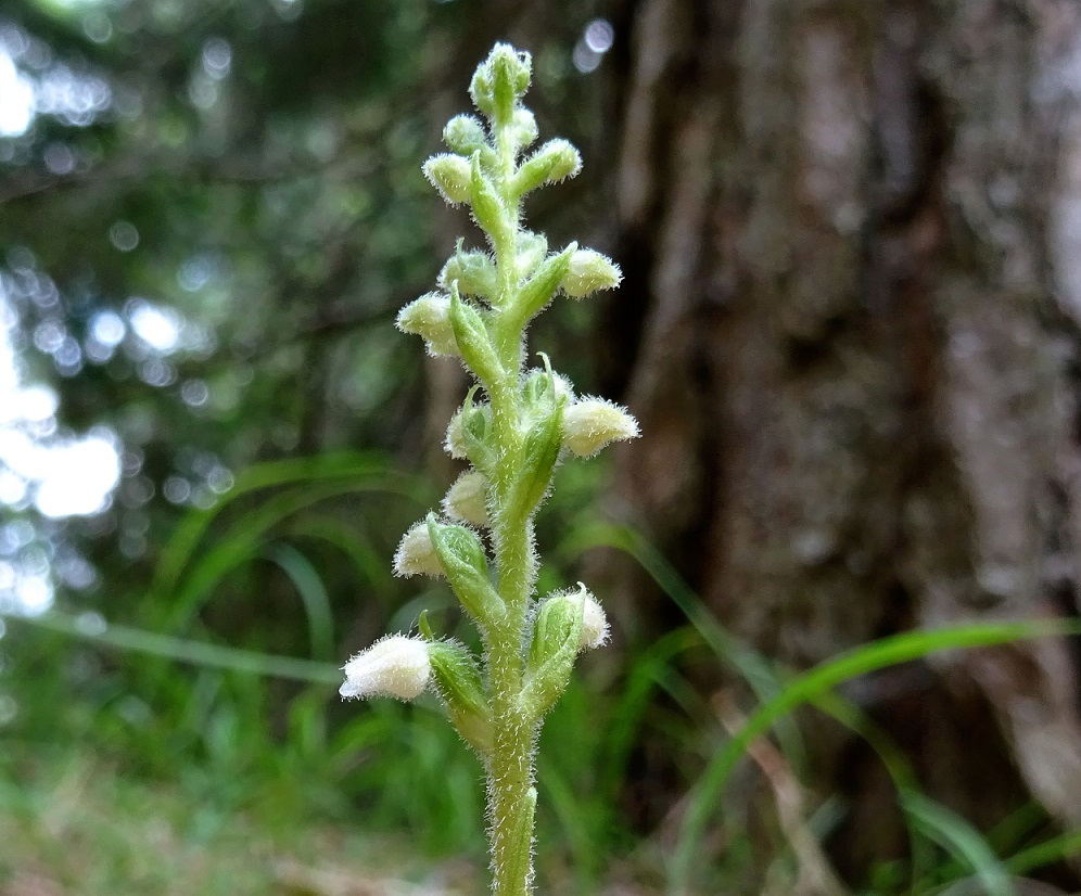 07-11-2018 Goodyera repens.jpg