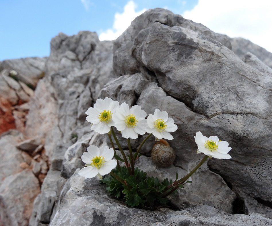 07-20-2017  Ranunculus alpestris.jpg