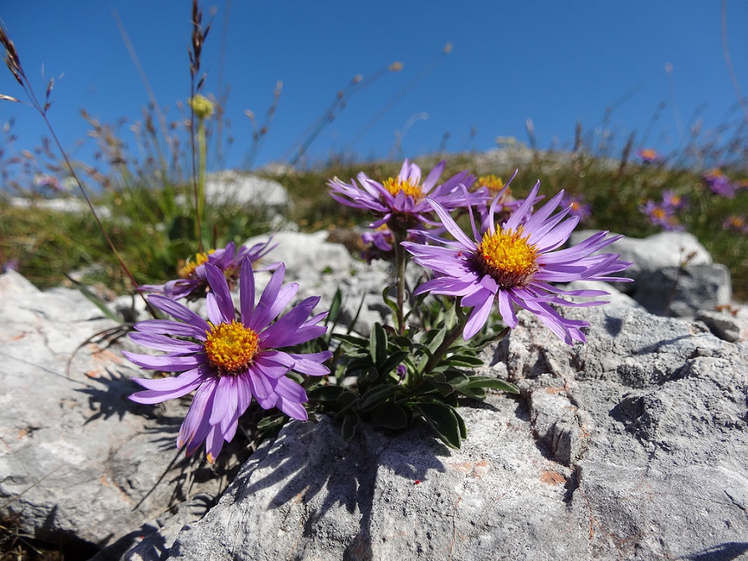 07-20-2017 Aster alpinus.jpg