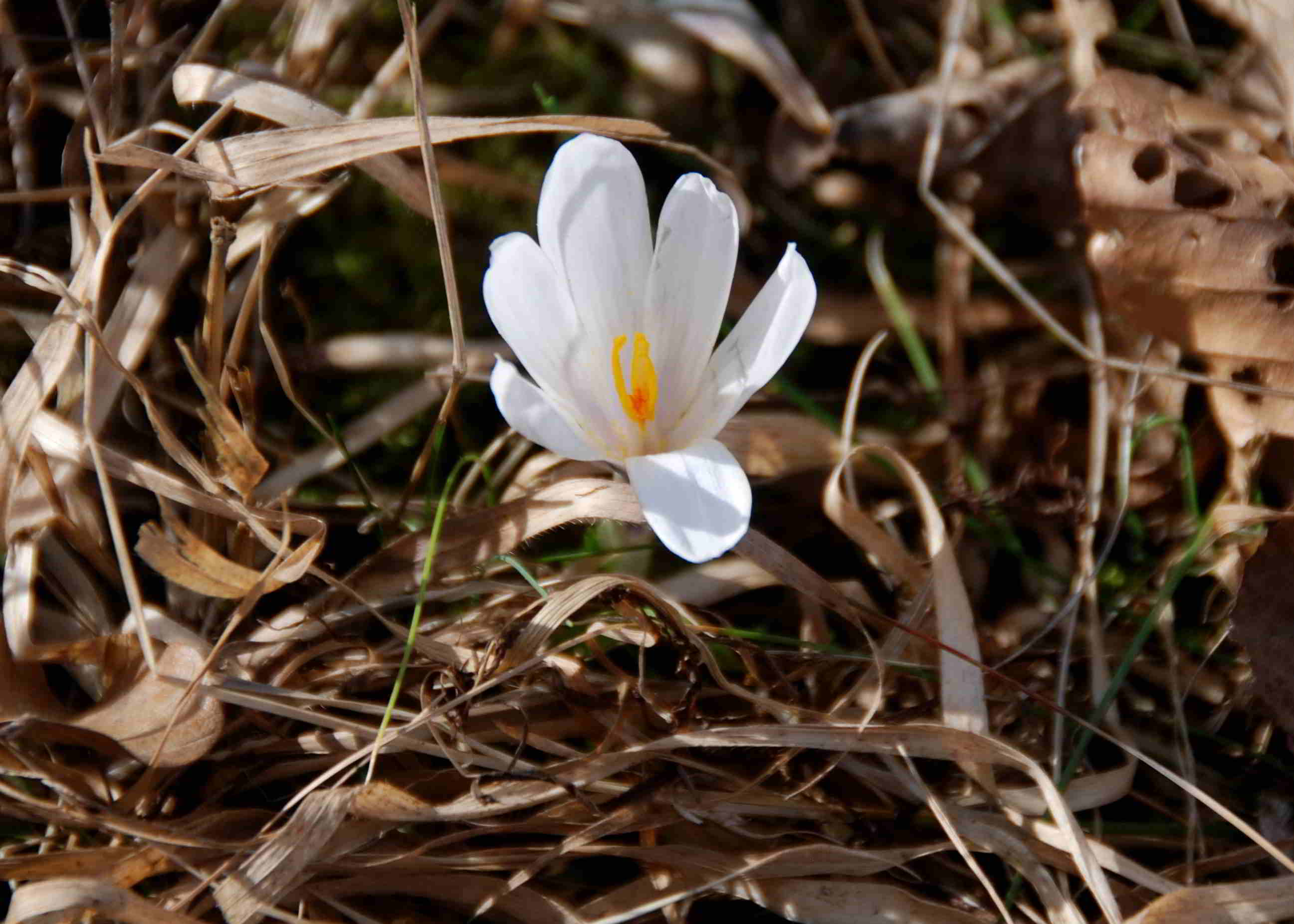 Kaltenleutgeben-17032017-(41)-Krokuswiese.JPG