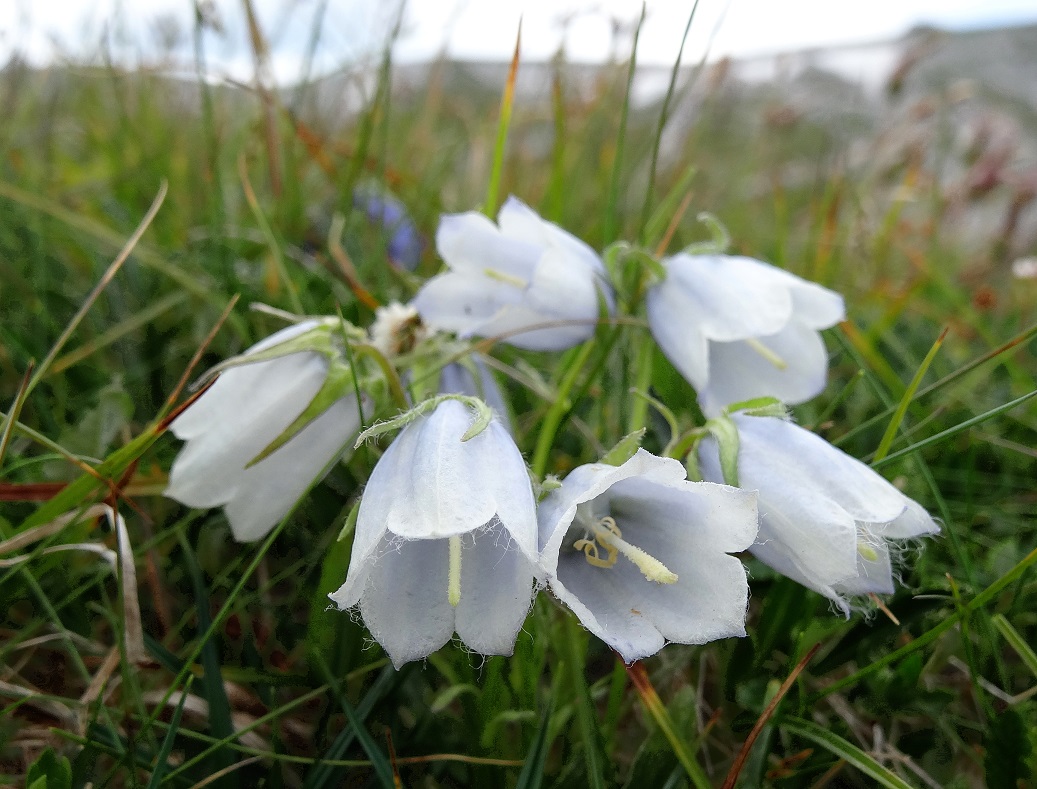 07-20-2017 Campanula alpina , albiflora.jpg