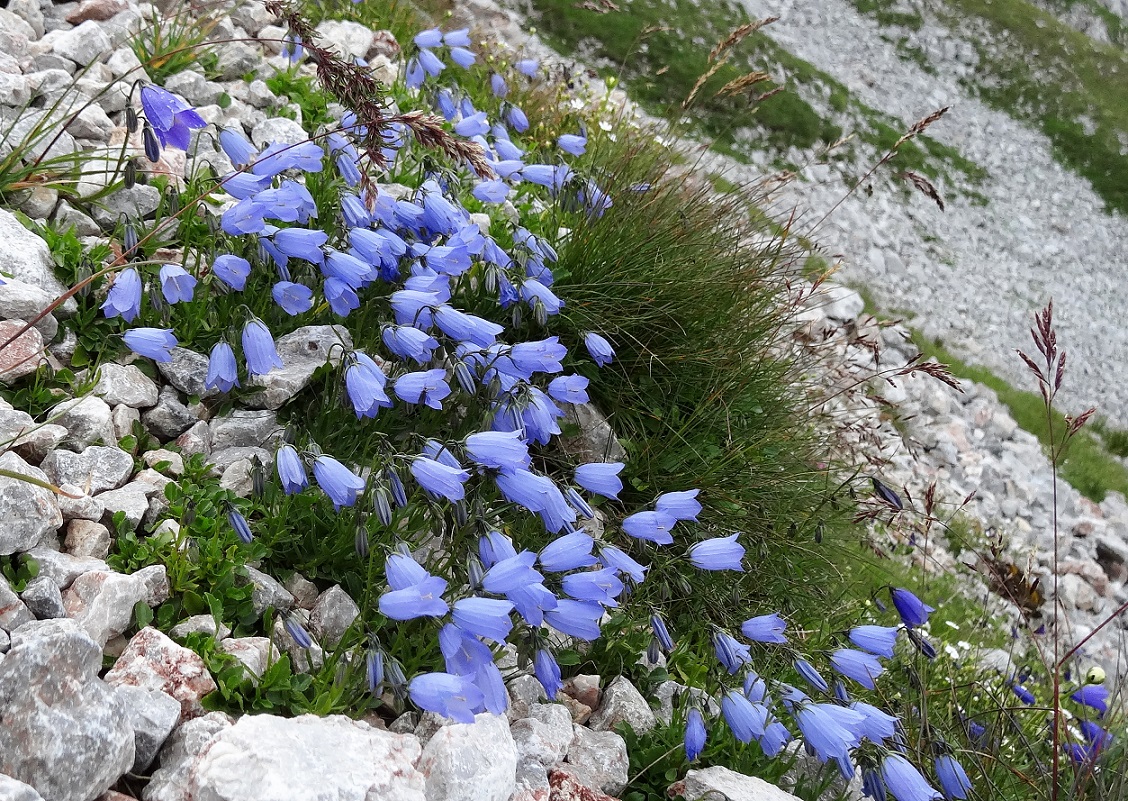 07-20-2017 Campanula cochleariifolia und Campanula scheuchzeri.jpg