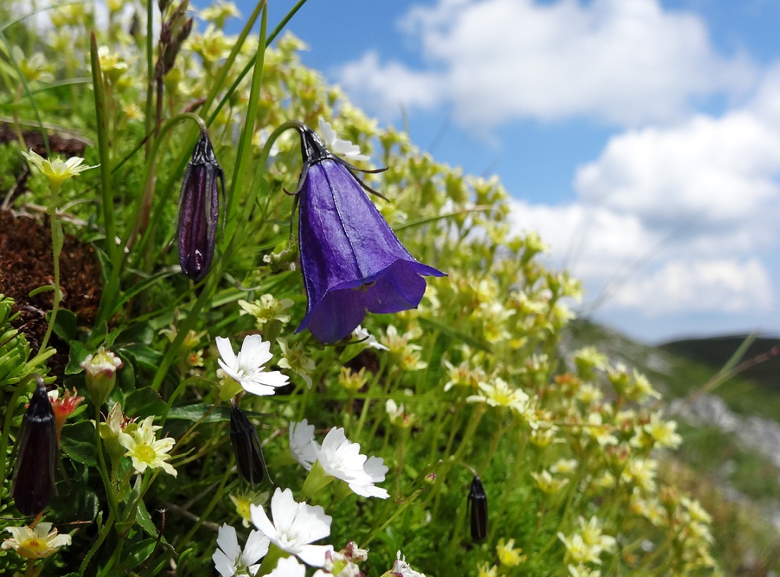 07-20-2017 Campanula pulla, Heliosperma pusillum.jpg