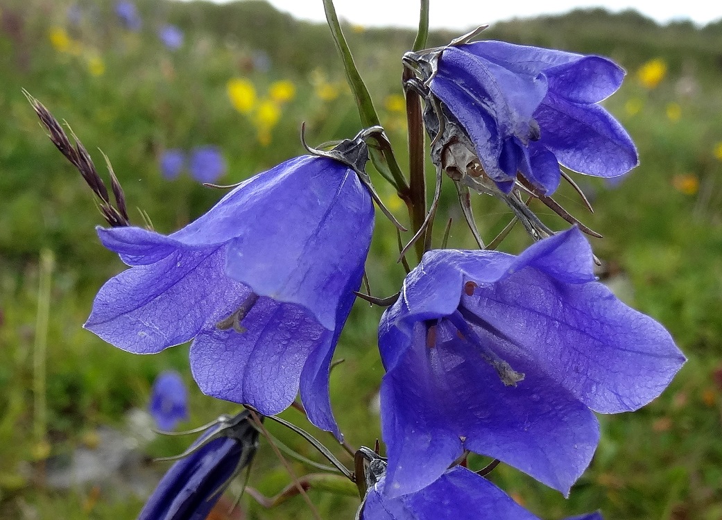 07-20-2017 Campanula scheuchzeri.jpg