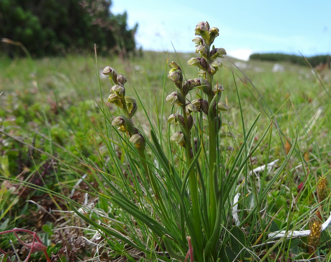 07-20-2017 Chamorchis alpina.jpg