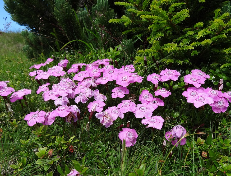 07-20-2017 Dianthus alpinus.jpg