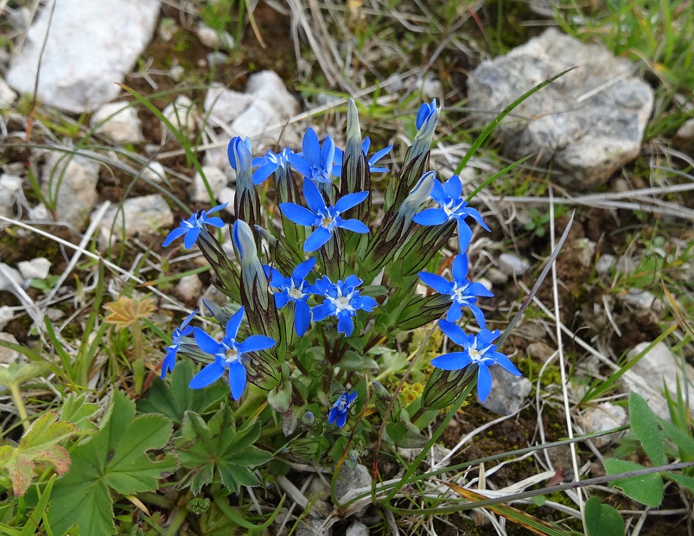 07-20-2017 Gentiana nivalis.jpg