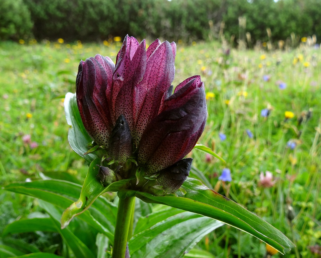 07-20-2017 Gentiana pannonica.jpg