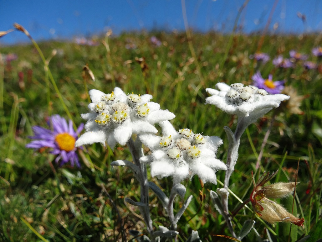 07-20-2017 Leontopodium alpinum.jpg