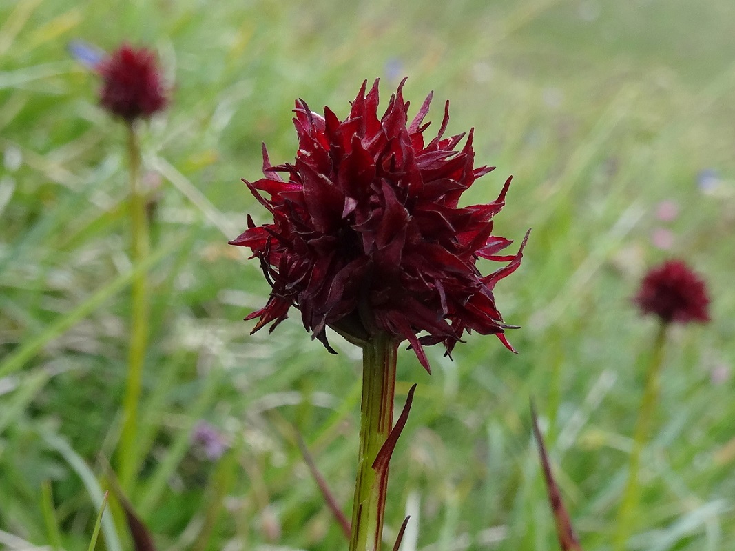 07-20-2017 Nigritella austriaca.jpg