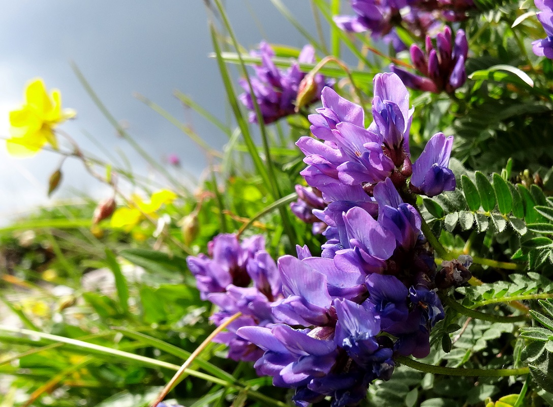 07-20-2017 Oxytropis montana.jpg