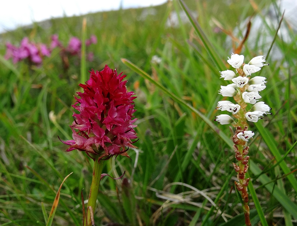 07-20-2017 Polygonum viviparun und N. bicolor).jpg