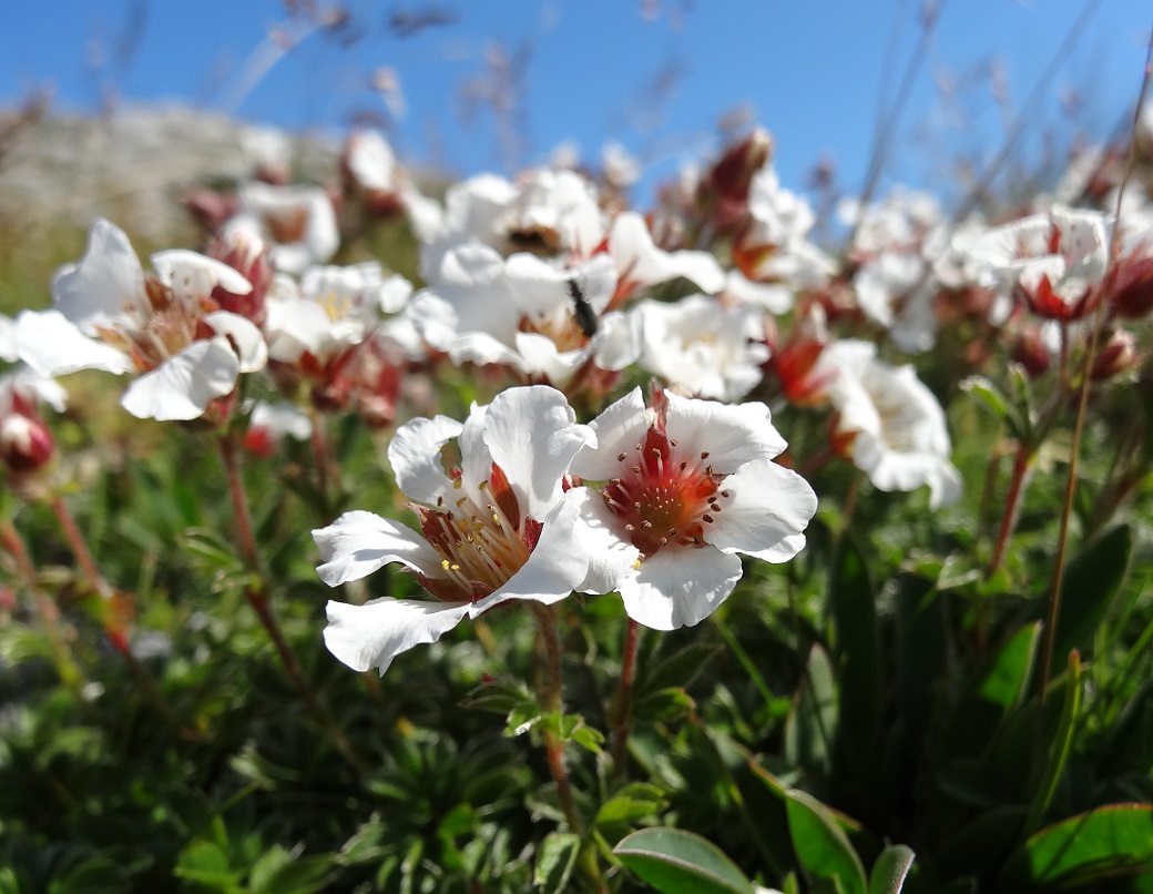 07-20-2017 Potentilla clusiana.jpg