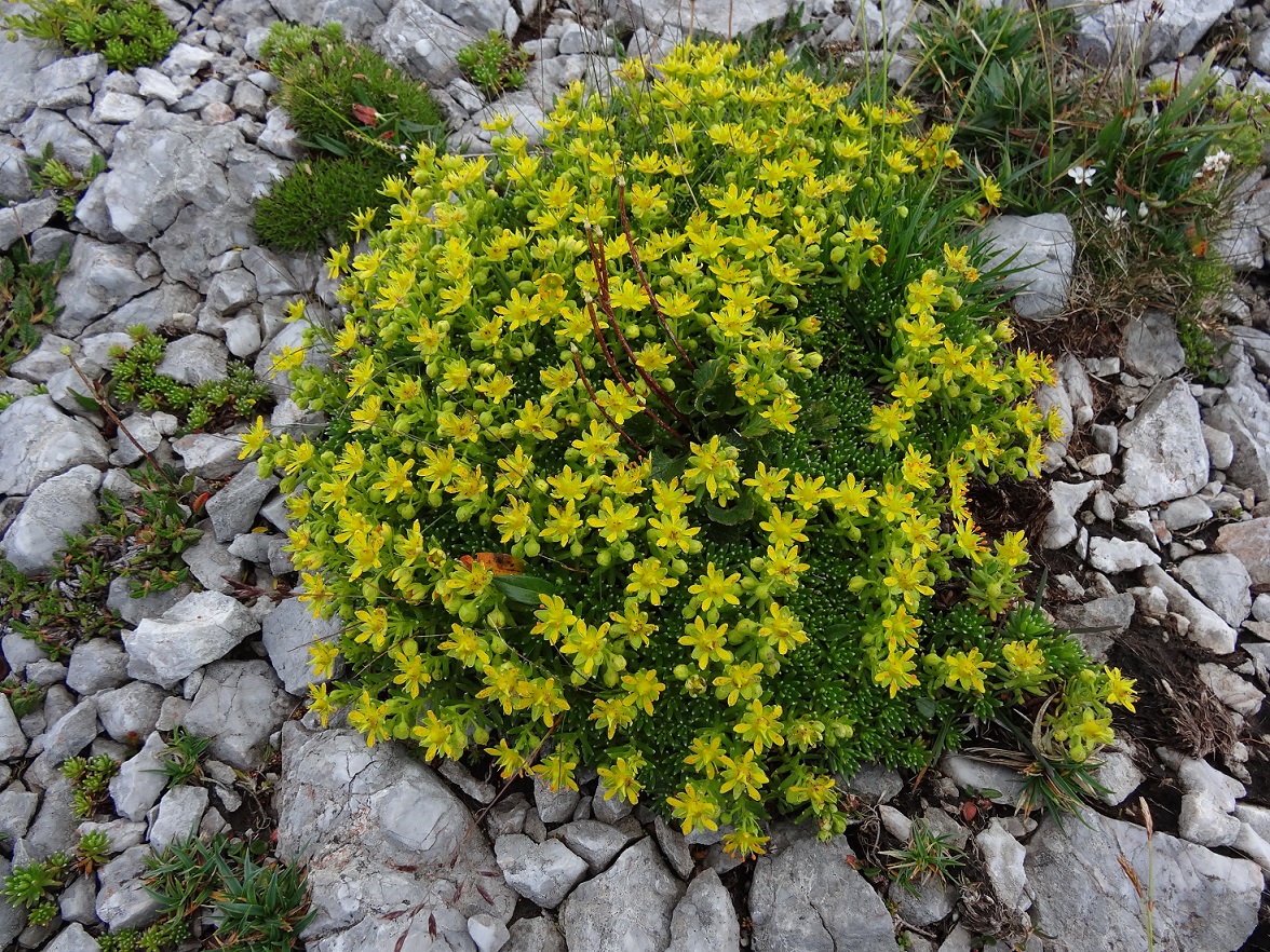 07-20-2017 Saxifraga aizoides.jpg