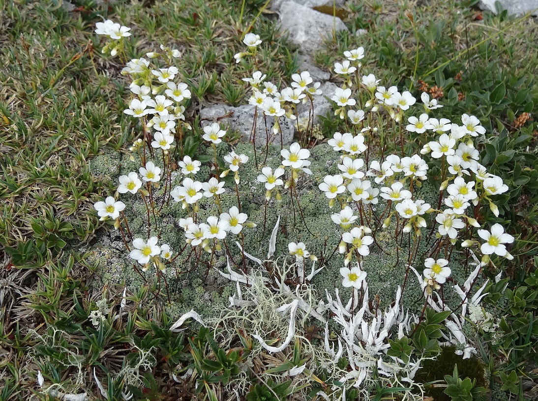 07-20-2017 Saxifraga caesia.jpg