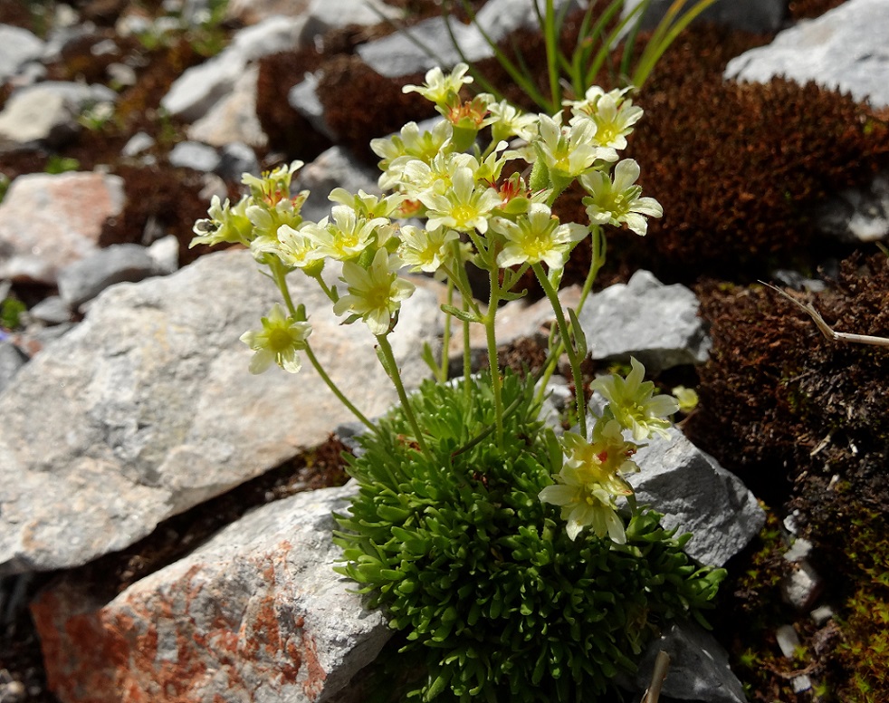 07-20-2017 Saxifraga moschata.jpg