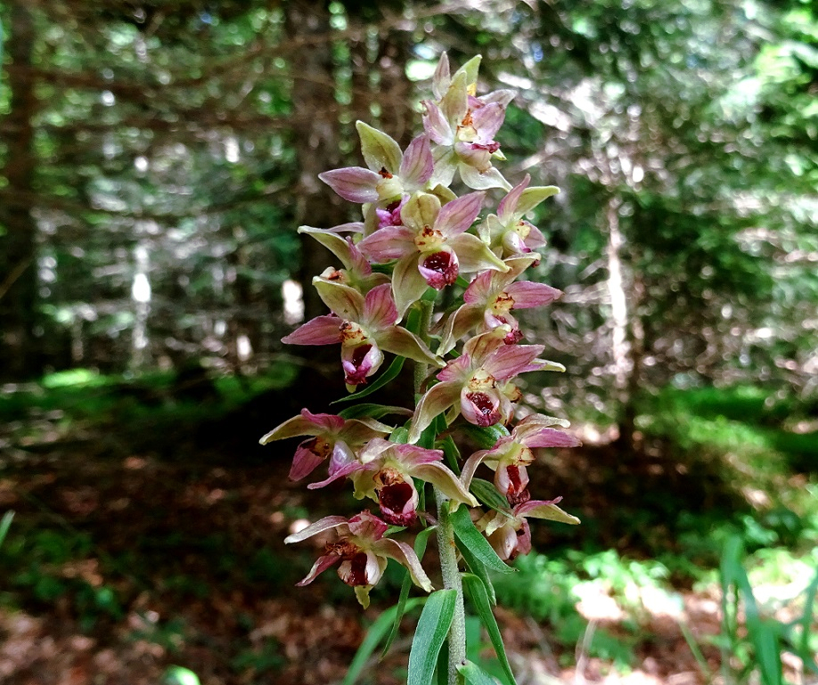 08-09-2021 Epipactis helleborine.jpg