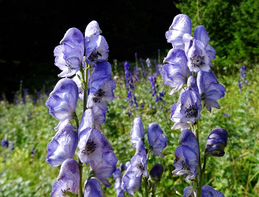 08-14-2021 Aconitum napellus.jpg