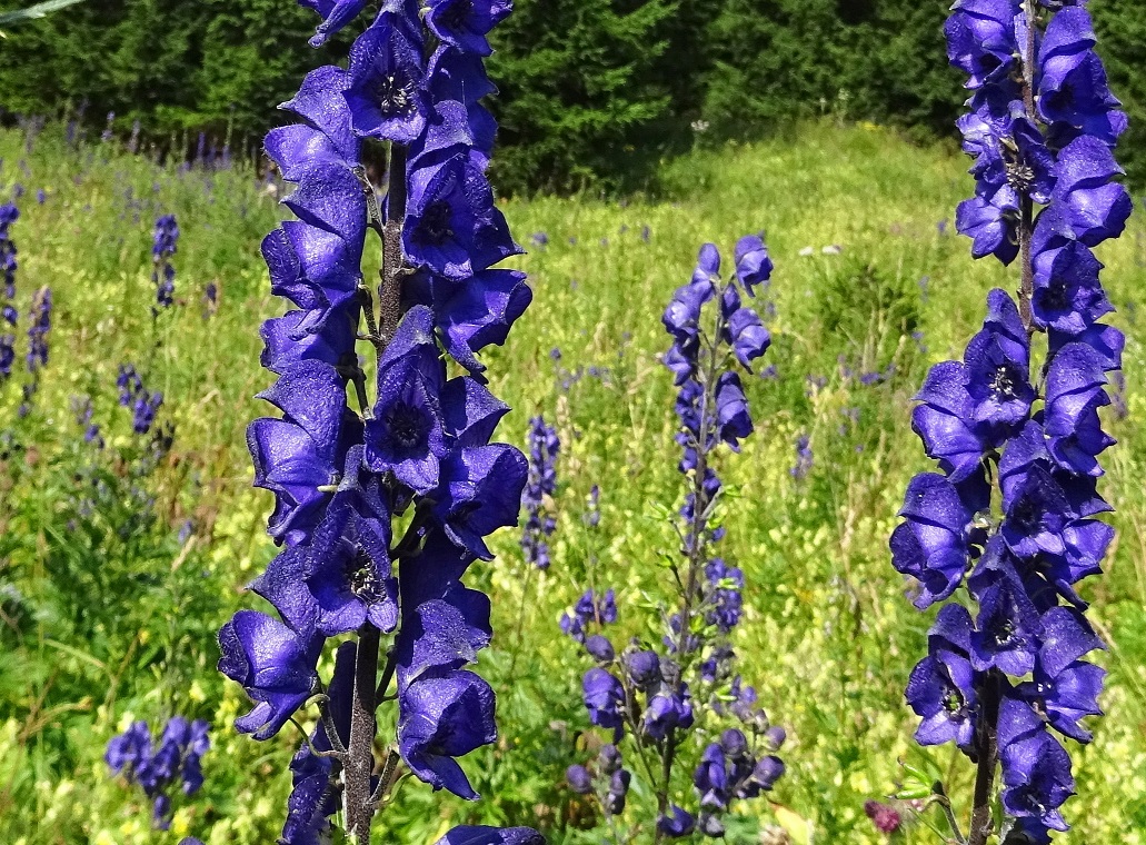 08-14-2021 DSC03760.1 Aconitum  napellus.jpg