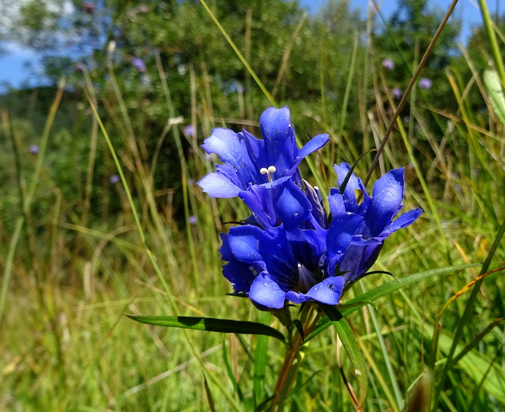 09-05-2021 Gentiana pneumonanthe.jpg