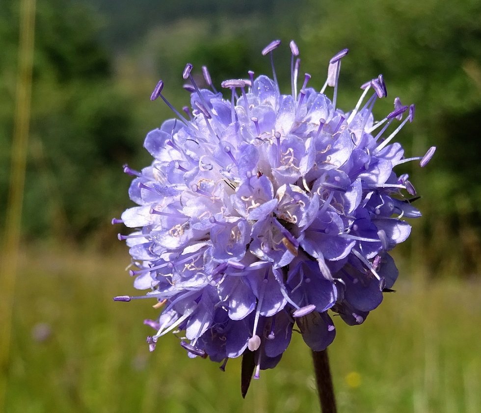 09-05-2021 Succisa pratensis.jpg