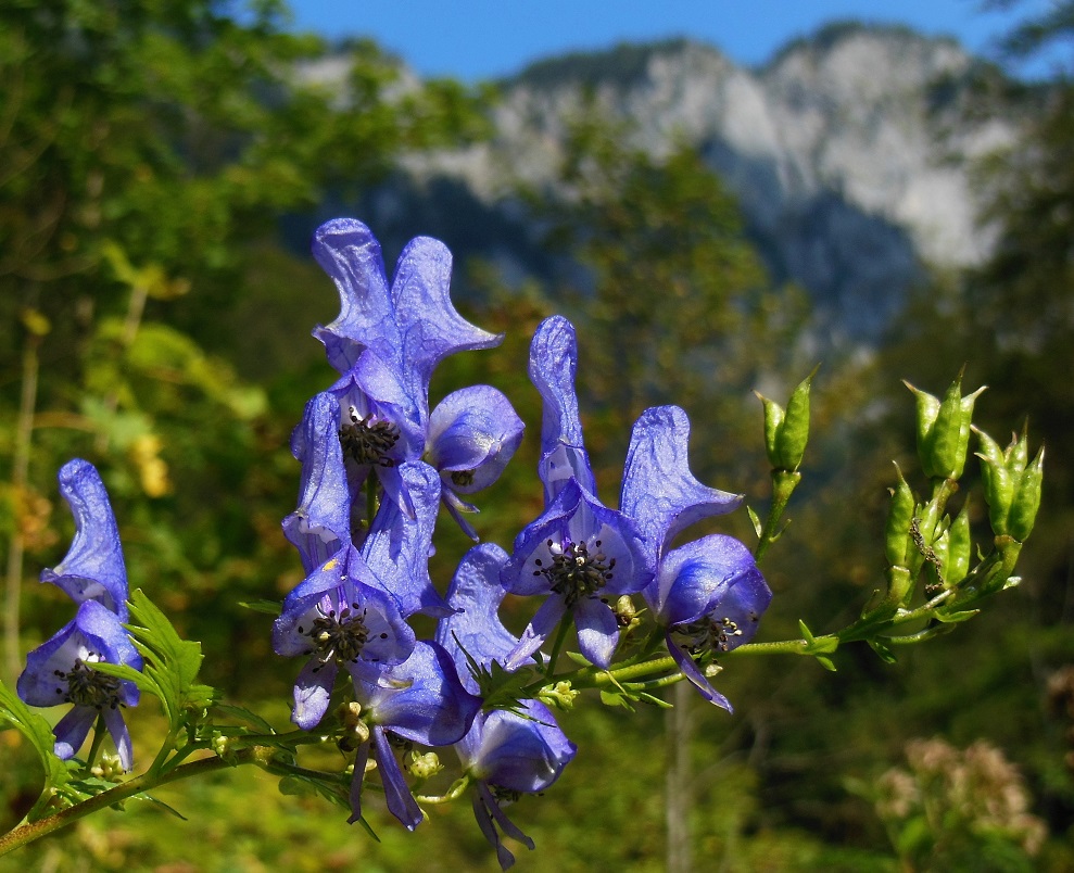 09-09-2016 Aconitum variegatum.jpg