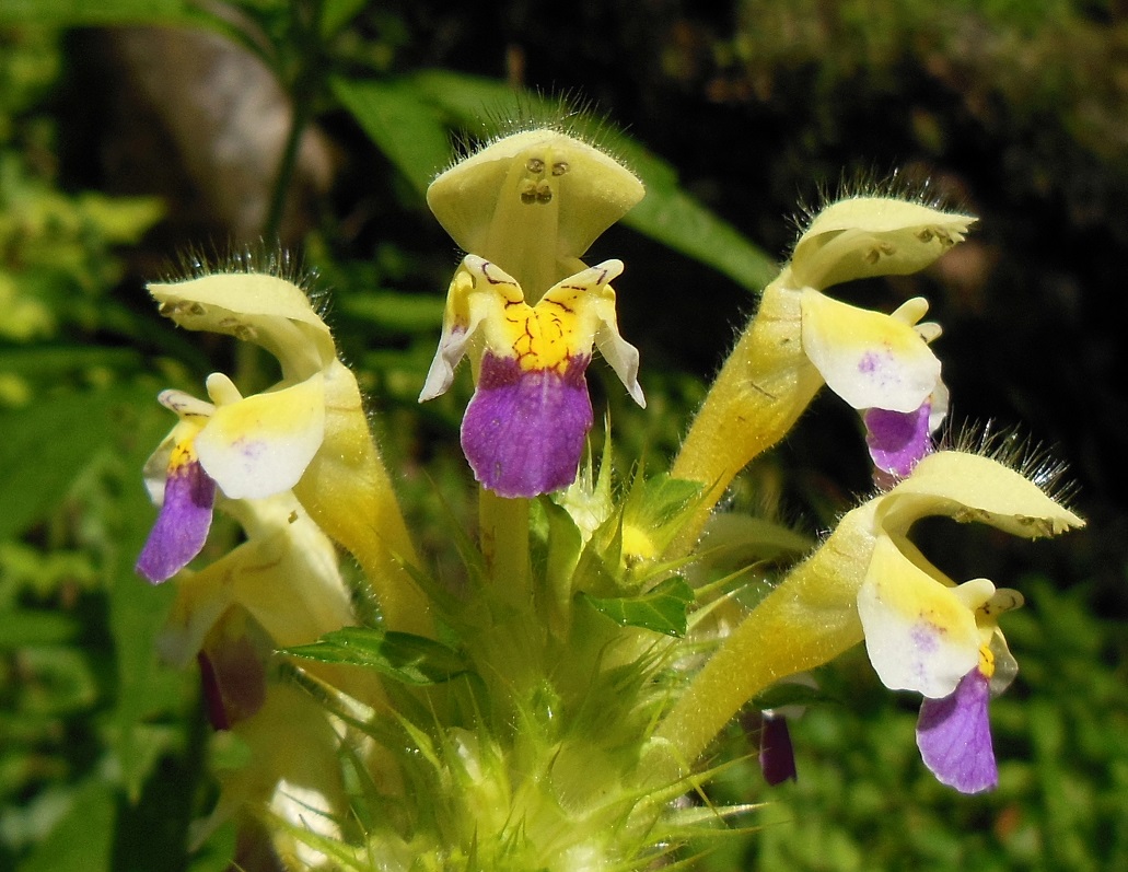 09-09-2016 Galeopsis speciosa.jpg