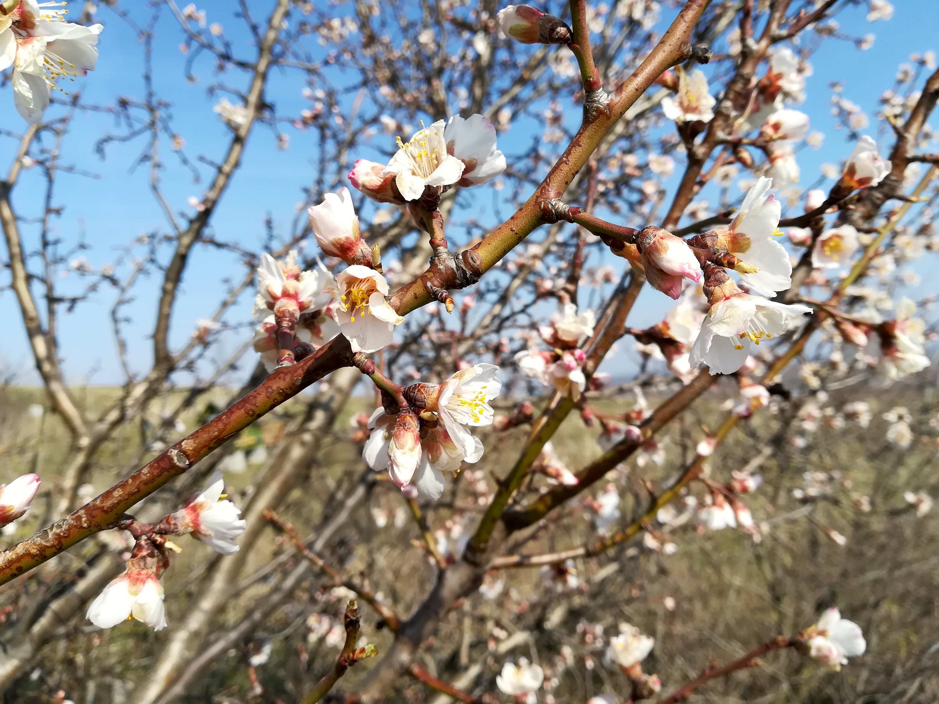 prunus dulcis guntramsdorf_20180324_141034 2.jpg