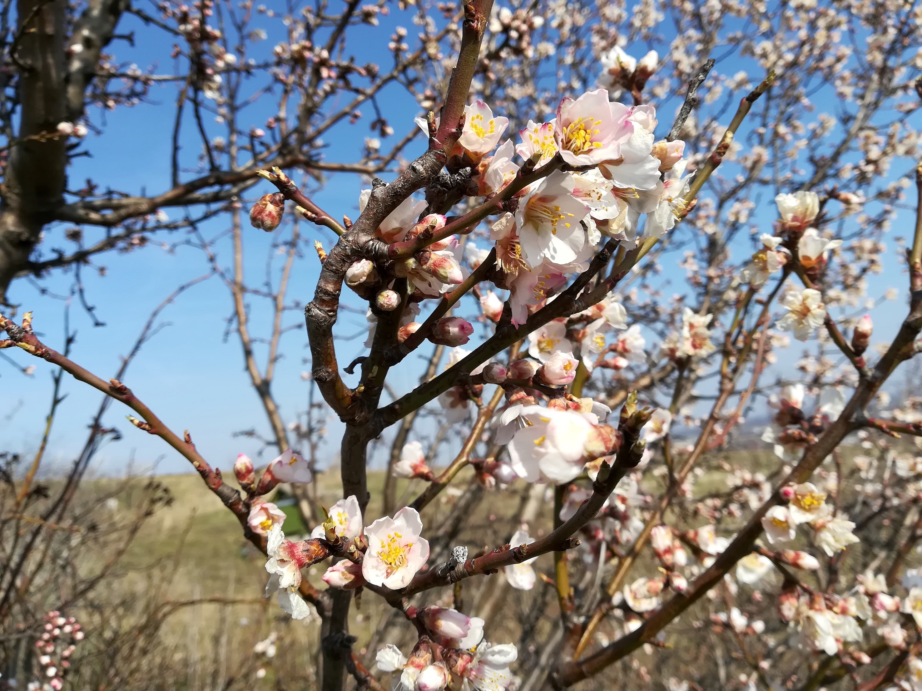 prunus dulcis guntramsdorf_20180324_141008 2.jpg