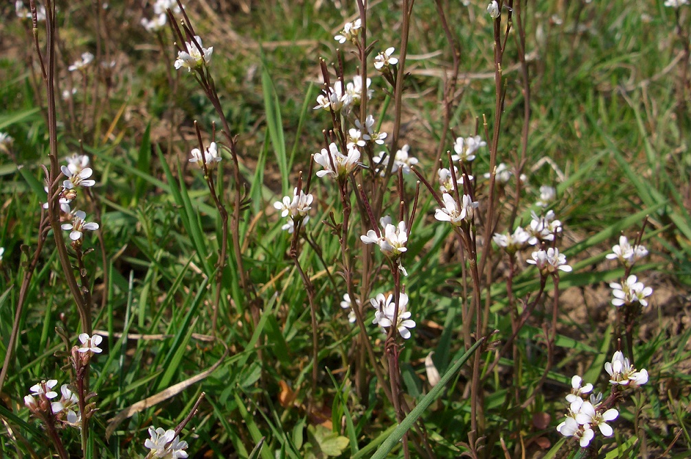 03-21-2014 Cardamine vielleicht.JPG