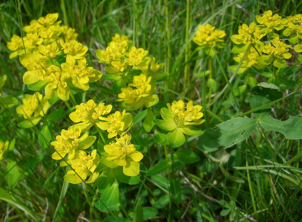 05-05-2014 Euphorbia agg..JPG