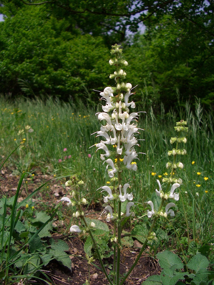 05-14-2015  Salvia pratensis .JPG