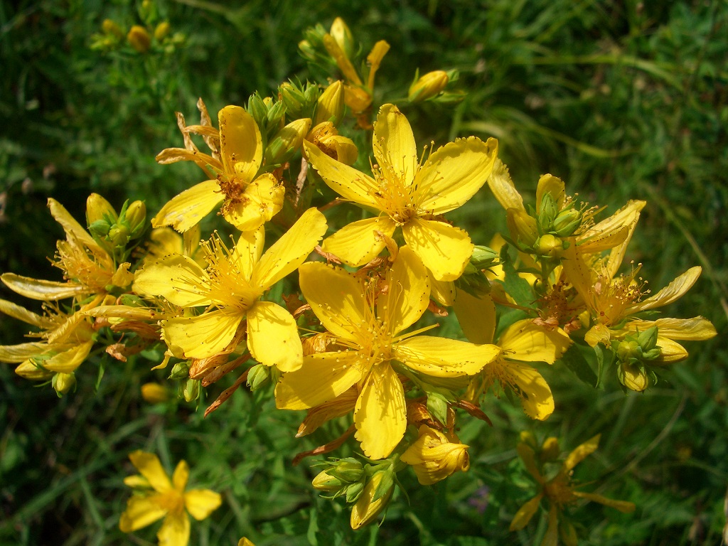 06-22-2013 Hypericum agg.JPG