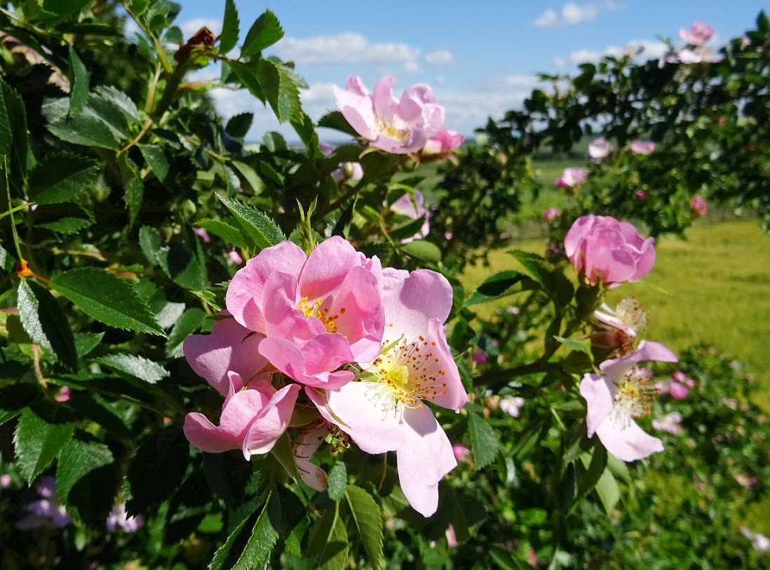 06-06-2020  Bad Vöslau, Sonnenweg.JPG