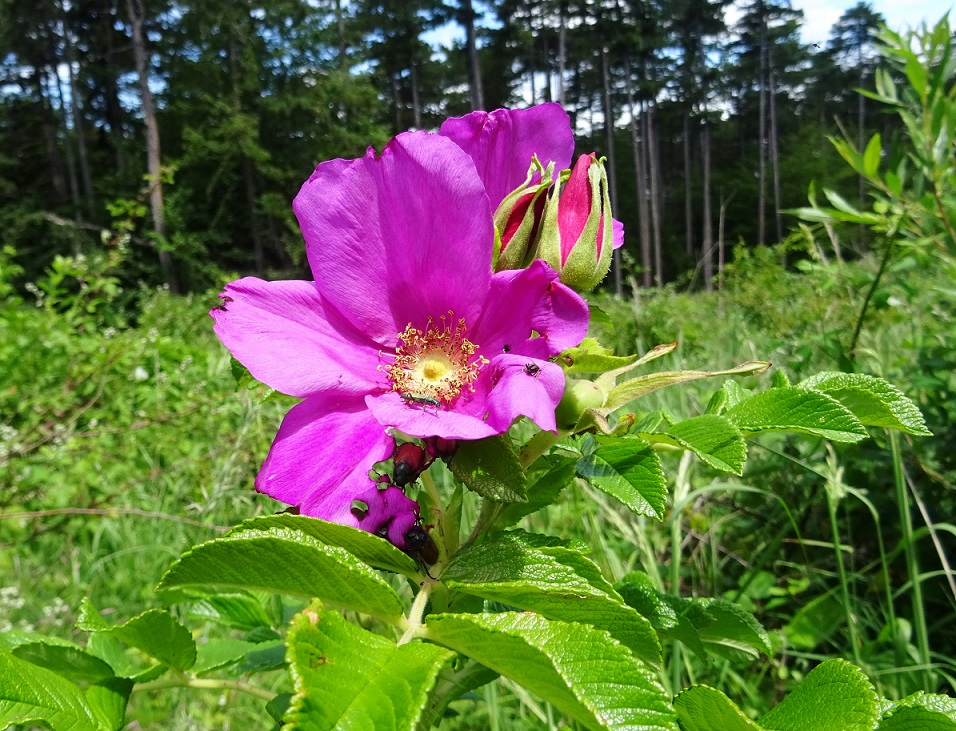 06-19-2020 Rosa cf.  gallica Hernstein  .JPG