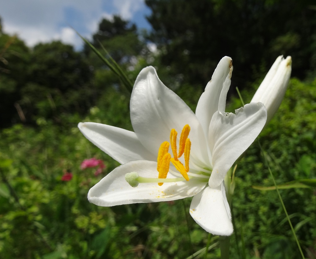 06-04-2018 Lilium candidum .jpg