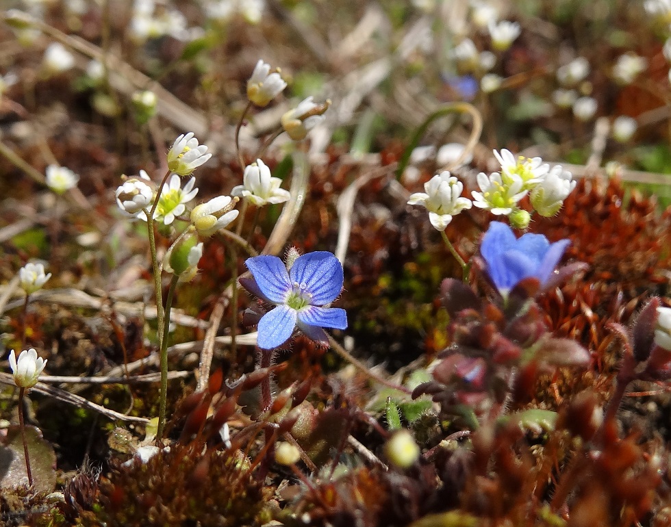 03-30-2018 Veronica sp..JPG