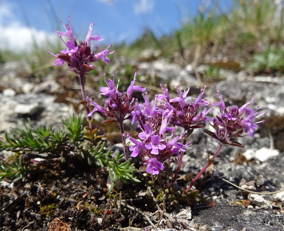 05-10-2019 Thymus kosteleckyanus REisacherberg-Oisnnerberg (3).JPG