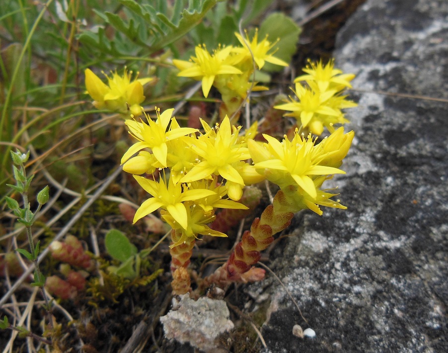 06-02-2017 Sedum cf.  acre).JPG