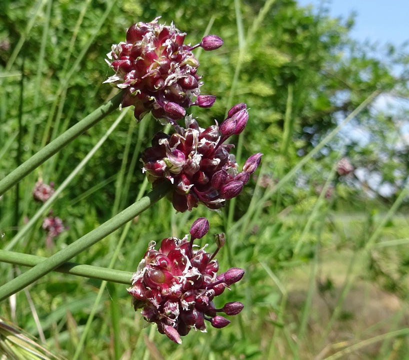 06-08-21  Allium scorodoprasum Sonnenweg west DSC03954.JPG