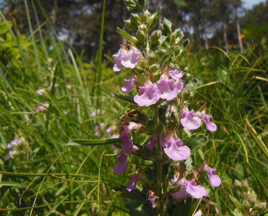 06-30-2016 Teucrium chamaedrys   Brunntal, Vöslau (5).JPG