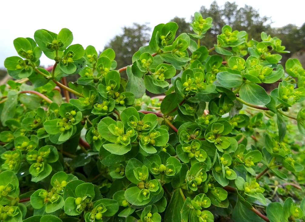 2021-12-30  Euphorbia helioscopia Grillenberg, Sonnseite .JPG