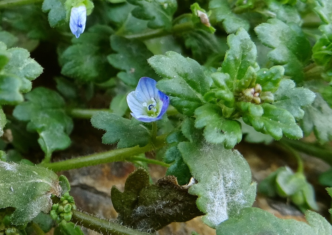2021-12-30 Veronica sp..JPG